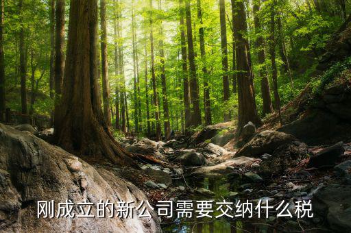 新成立的公司報(bào)什么稅，公司成立后需要交那些稅