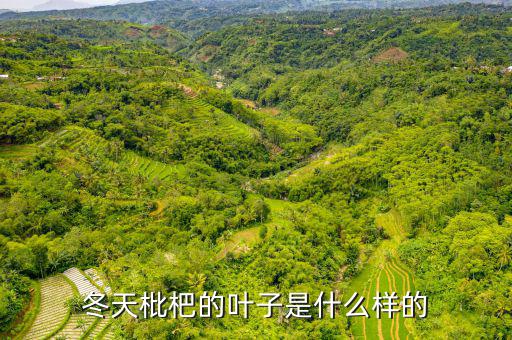 高位死叉是什么樣子的，起搏器是什么樣子的