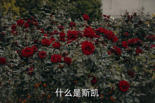海洋核動力平臺是什么，什么是斯凱