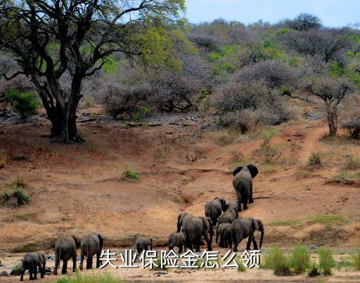 失業(yè)保險金怎么領